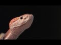 Florida's Venomous Snakes (Part 1 of 10)