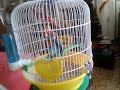 Agaporni dandose el gusto xd