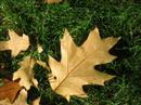 Fall of 2006