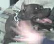 pitbulls fighting