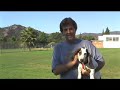 Basset Hound learning to \"Come\"!