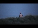 newfoundland outbackback in the bush 3