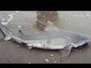 Sharks Caught Surf Fishing Sharks Caught Surf Fishing