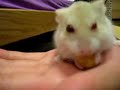 Spike Fuzzbutt and the peanut
