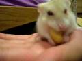 Spike Fuzzbutt and the peanut