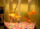 Sybil and Dr. Fishenstien
