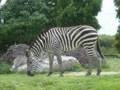 Tour Africam Safari Puebla México