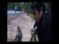 Monkey Madness