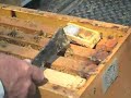 wsu-bees.html