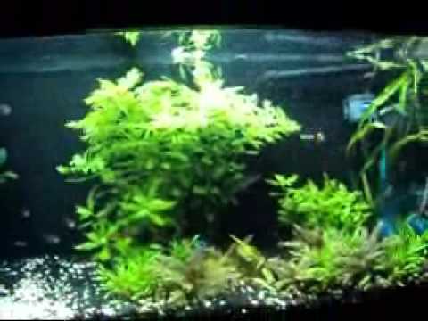 how to replant a wisteria