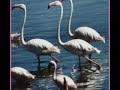 Fly Flamingo