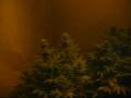 Harvest Cannabis Lowryder x Skunk and lowryder x Bluebery