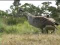 Endangered NeNe