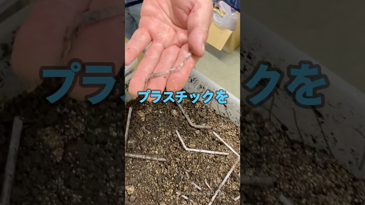 【衝撃】小学校の校庭からプラスチックを食べる微生物が発見された？！【生命情報学科　宮本 憲二　教授】