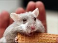 PAWS: A Social Change Project [Updated]