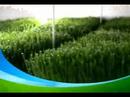 WHEATGRASS WHEATGRASS