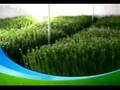 WHEATGRASS