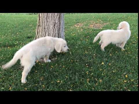 Snowys Puppies in Valley Center