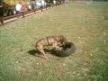 big ass pittbull big ass pittbull