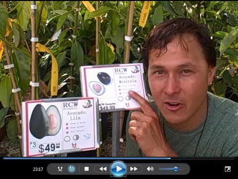 how to grow tomatoes in houston tx