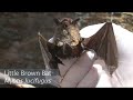 White Nose Syndrome White Nose Syndrome