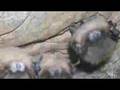 'White Nose Syndrome - WNS '