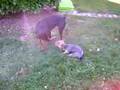balka contre malcom