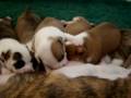 videos de Amstaff 2 weeks1
