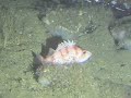 Submersible Dive Off Southern California