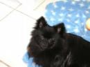 My Doggy Cubby