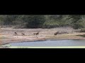 herd of nyala drinking at waterhole