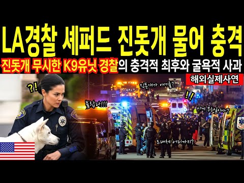 [해외감동사연] 사건 현장에서 진돗개가 세계에 보여준 용기와 감동실화, LA경찰이 진돗개에 무릎 꿇은 이유