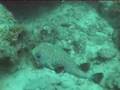 Malaysia, scuba diving at lang tengah south reefs