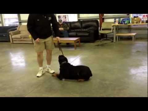one rottweiler