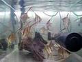 Pterophyllum altum