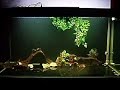 4.5ft comm tank Peacock Bass Cichla Temensis Monoculus Orino 4.5ft comm tank Peacock Bass Cichla Temensis Monoculus Orino