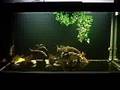 4.5ft comm tank Peacock Bass Cichla Temensis Monoculus Orino