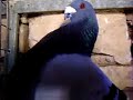 Palomo buchon Jiennense macho de 2 a�os.