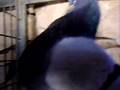 Palomo buchon Jiennense macho de 2 años.