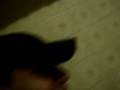 videos de MOV08336.MPG