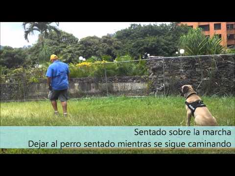 fila brasileiro