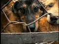 Trent Reznor - China Dog and Cat Fur Farm Investigation Trent Reznor - China Dog and Cat Fur Farm Investigation