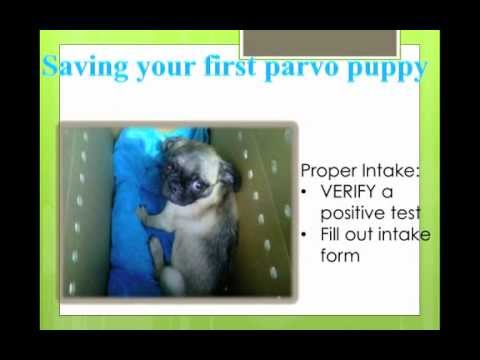 how to treat parvo