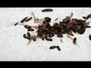 A Dead Mouse Gets Eaten by Beetles