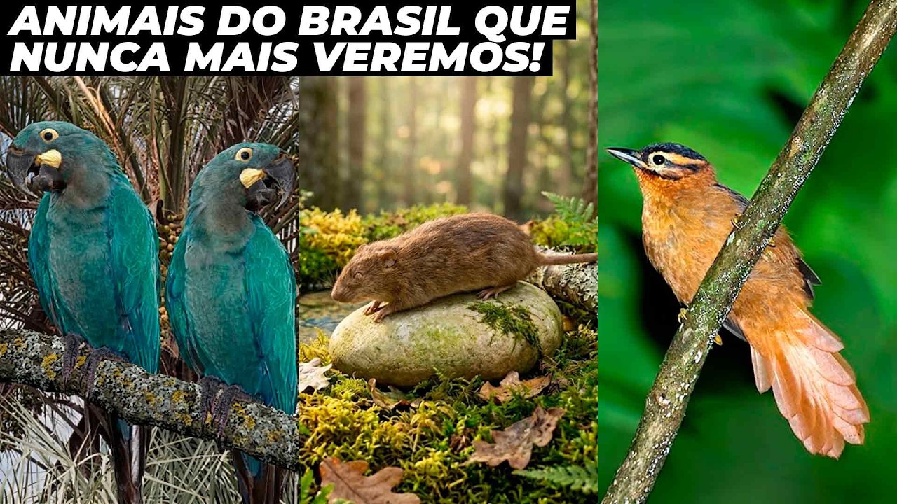ANIMAIS DO BRASIL QUE FORAM EXTINTOS PARA SEMPRE