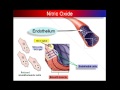 1998 Nobel Prize in Medicine - Video 3