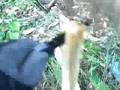 Downing trees with a folding knife