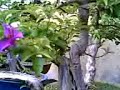 bonsai