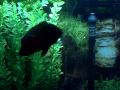 75 gallon Oscar Tank Eheim Pro 2 filtration