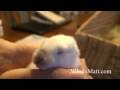 Baby Bunny Pees Everywhere! - HILARIOUS